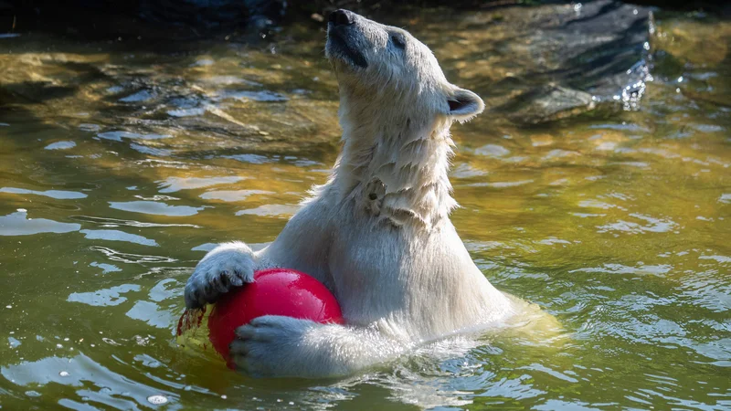 Fotografija: Zaradi naraščajočih temperatur in taljenja morskega ledu bodo polarni medvedi morda že čez nekaj let živeli le še v živalskih vrtovih. FOTO: John Macdougall Afp