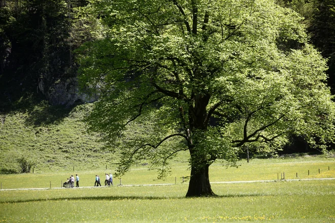 Sedem kilometrov dolga Logarska dolina je raj za pohodnike. FOTO: Mavric Pivk