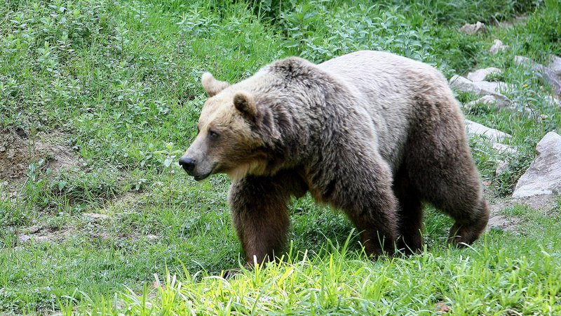 Fotografija: V narodnem parku se bolj ali manj stalno zadržuje od pet do deset rjavih medvedov, nekateri na območju prebivajo stalno, drugi ga obiščejo občasno oziroma ga zgolj prečkajo. FOTO: Ljubo Vukelič/Delo
