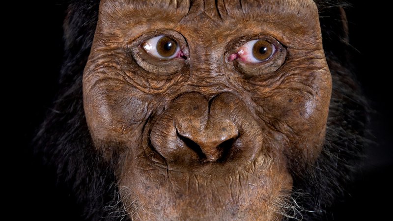 Fotografija: Fosil pripada starodavnemu homininu, Australopithecus anamensisu, za katerega znanstveniki verjamejo, da je neposredni prednik znane človečnjakinje Lucy (Australopithecus afarensis). FOTO: Reuters