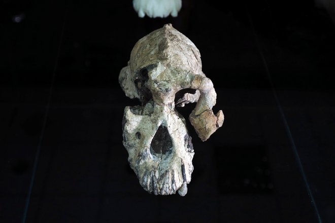 Lobanja kaže na to, da je imel MRD možgane velike za četrt velikosti možganov današnjega človeka, je pa že izgubil nekatere opičje lastnosti. FOTO: Tiksa Negeri/Reuters