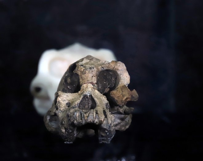 Afarensisa, ki se pojavlja v fosilnih zapisih izpred vsaj treh milijonov let, so pogosto predstavljali kot najverjetnejšega kandidata, iz katerega se je razvil rod Homo, kamor sodi sodobni človek. FOTO: Tiksa Negeri/Reuters