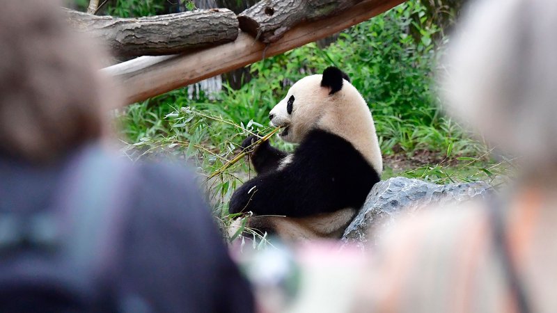 Fotografija: Ena od posledic trgovinske vojne bi lahko prizadela tudi ameriške živalske vrtove, katerih sporazumi s Kitajsko o izposoji velikih pand kmalu potečejo, in vprašanje je, ali jih bodo obnovili. FOTO: Tobias Schwarz/AFP