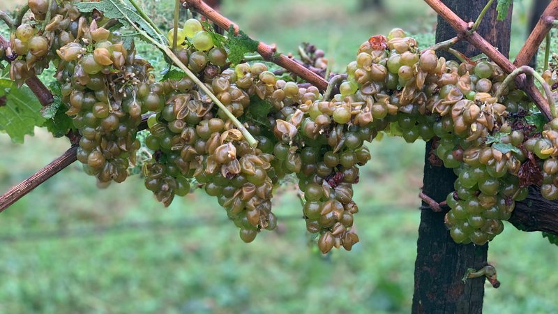 Fotografija: V prihodnjih treh tednih bo suho in lepo vreme ključno za dobro kakovost grozdja. FOTO: David Kozinc