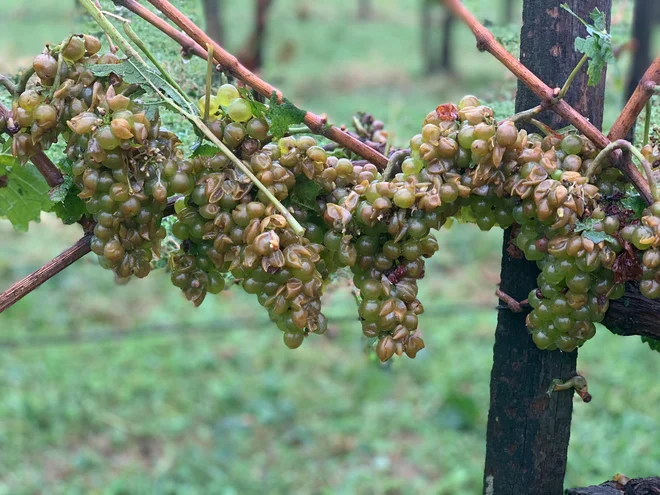 V prihodnjih treh tednih bo suho in lepo vreme ključno za dobro kakovost grozdja. FOTO: David Kozinc