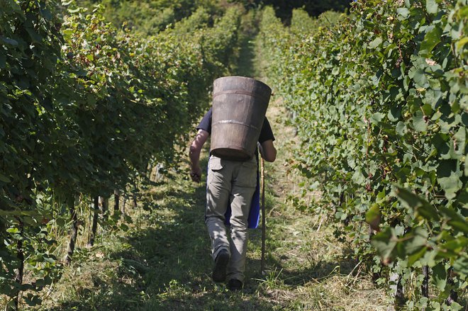 Vinogradniki bodo zgodnje sorte takoj potrgali, večja težava so srednje in pozne sorte, ki še niso dovolj zrele. FOTO: Leon Vidic