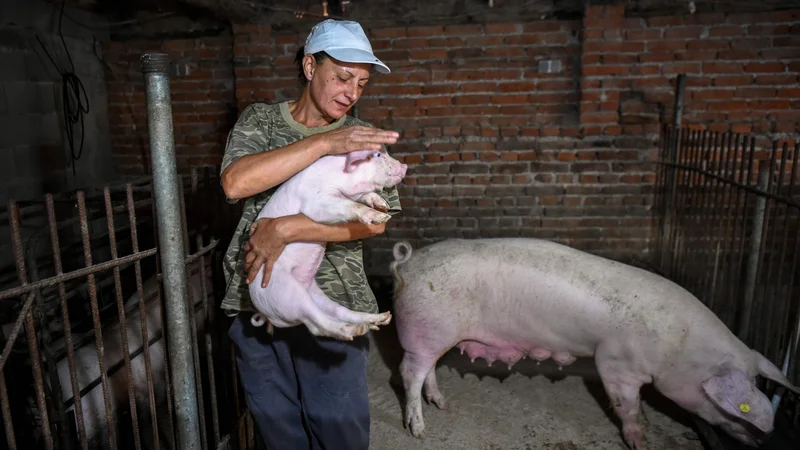 Fotografija: Vanja Dimitrova noče pobiti svojih zdravih prašičev. FOTO: Nikolay Doychinov/ AFP