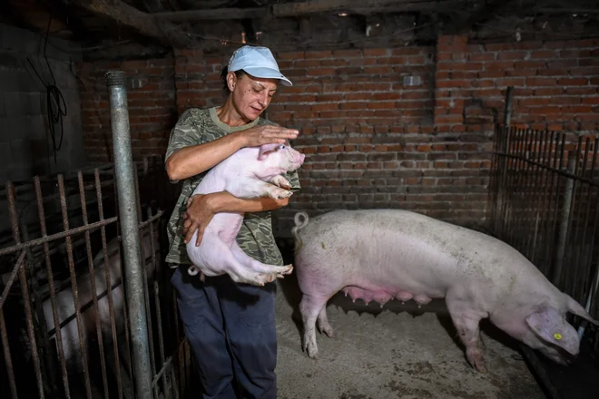 Vanja Dimitrova noče pobiti svojih zdravih prašičev. FOTO: Nikolay Doychinov/ AFP