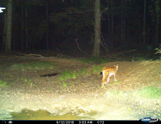 Ris, ujet s fotopastjo na Kočevskem. Foto Life Lynx