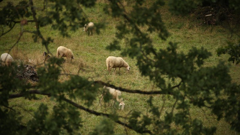 Fotografija: Irena Komac: »Čreda ovac, kjer kmet spremlja vsako žival od rojstva do smrti, je njegov kruh in na neki način njegova vzporedna družina.«