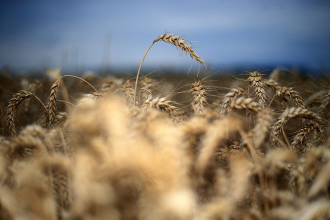 V Sloveniji nimamo dovolj površin niti primernih rastnih razmer za večjo pridelavo kakovostne krušne pšenice. FOTO: Tadej Regent