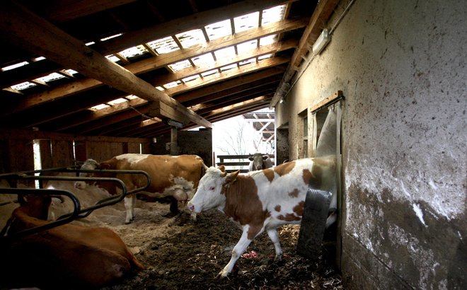 Obseg živinoreje bo tudi v Sloveniji treba zmanjšati. FOTO: Roman Šipić