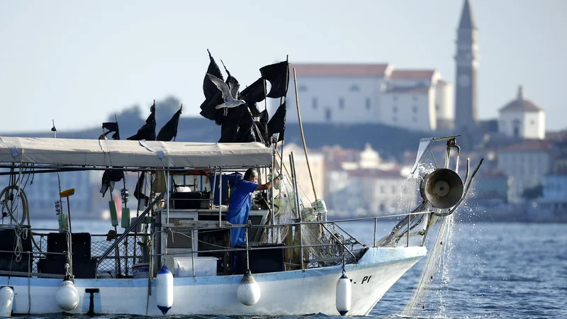 Fotografija: Proti slovenskim ribičem je bilo do zdaj sproženih že najmanj 753 postopkov, od tega je 513 postopkov hrvaške policije in 240 postopkov hrvaške ribiške inšpekcije. Ministrstvo za kmetijstvo, gozdarstvo in prehrano je za odvetniške stroške plačalo že 119.359 evrov. FOTO: Matej Družnik/Delo