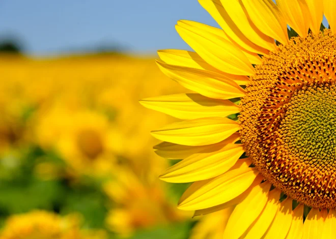 S tem, ko drugemu odpustimo njegovo napako, osvobodimo tudi sebe. FOTO: Shutterstock