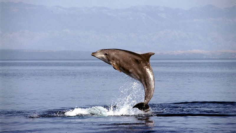 Fotografija: »Slovenski« delfini se genetsko precej razlikujejo od vseh drugih v Jadranu. Foto Cropix
