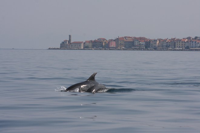 Rib v slovenskem morju očitno ne manjka, saj se delfini vse leto zadržujejo tu. Foto Boris Šuligoj