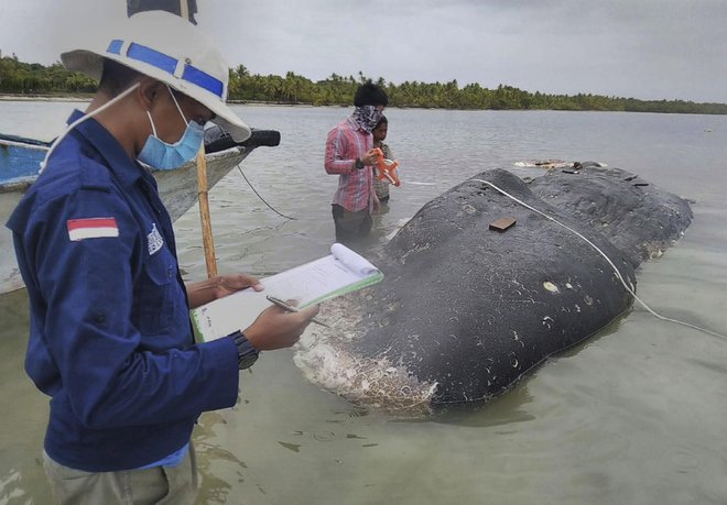 Vzroka smrti kita sicer niso mogli pripisati plastiki, saj je bilo truplo že preveč razpadlo. FOTO: Muhammad Irpan Sejati Tassakka/AP
