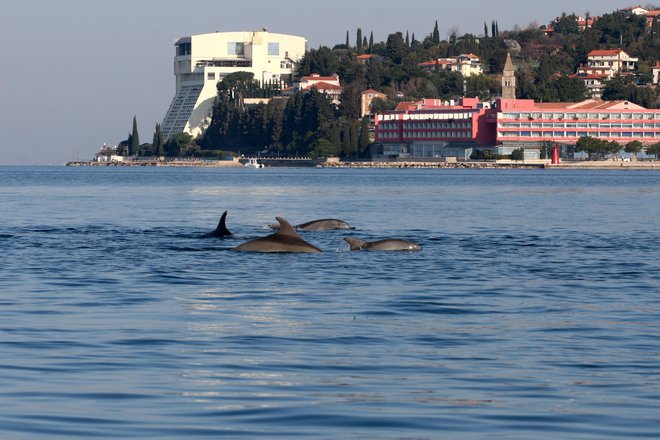 Delfini pred Hotelom Bernardin. Foto Morigenos
