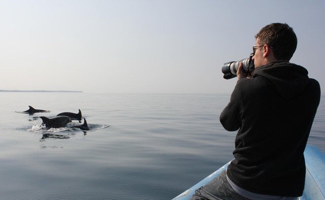 V Morigenosu dokazujejo, da posamezni delfini preživijo velik del življenja z določenimi vrstniki.  Tilen Genov fotografira delfine pred Piranom. Foto Ana Hace, Morigenos