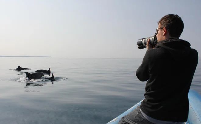 V Morigenosu dokazujejo, da posamezni delfini preživijo velik del življenja z določenimi vrstniki. Tilen Genov fotografira delfine pred Piranom. Foto Ana Hace, Morigenos