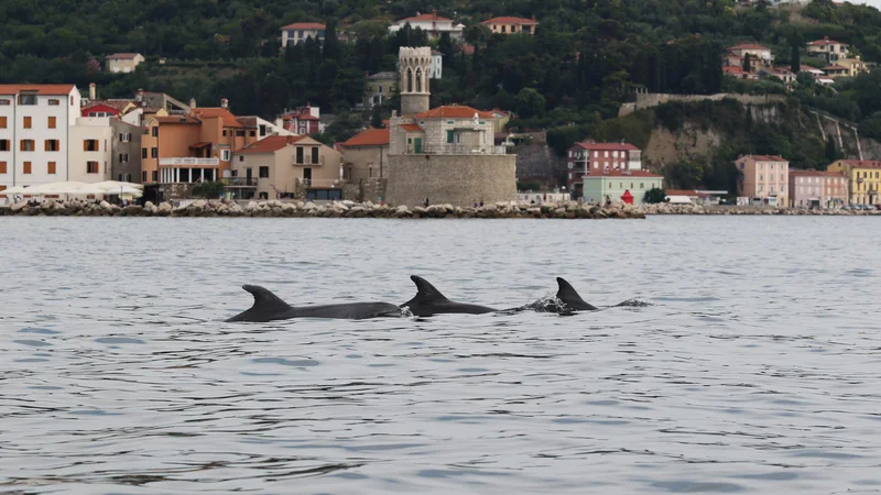 Fotografija: Plavuti pred piransko Punto. Foto Ana Hace