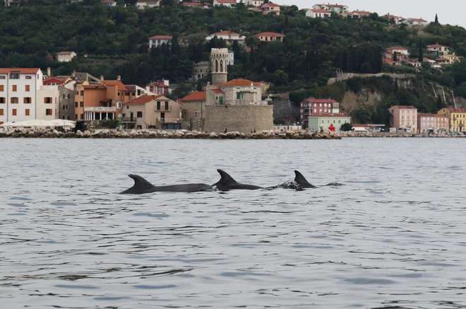 Plavuti pred piransko Punto. Foto Ana Hace