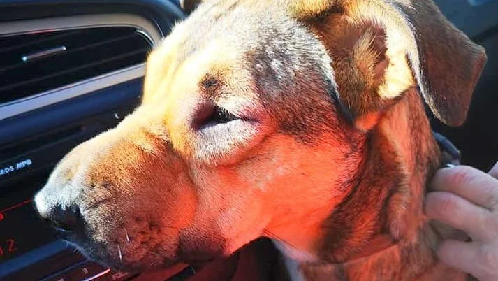 Fotografija: Psičko z alergijo peljemo k veterinarju. FOTO: Anja Germšek