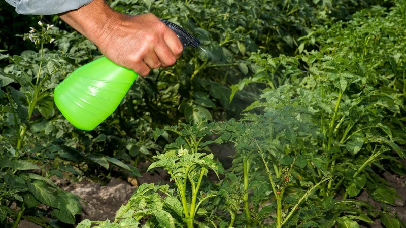 Fotografija: Strokovnjaki za vrtnarjenje njeno blago raztopino omenjajo kot preventivno škropivo proti pepelastim plesnim na vrtninah in okrasnih rastlinah ter proti kumarni, čebulni, kapusni, solatni in krompirjevi plesni, vendar opozarjajo, da ni čarobna paličica, ko so rastline že močno bolne. FOTO: Ostariyanov, Shutterstock