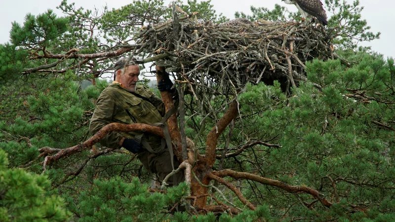 Fotografija: 73-letni beloruski ornitolog Vladimir Ivanovski se je povzpel do gnezda ribjega orla, ptice ujede malo manjše od kanje, v rezervatu Kozianskij blizu beloruske vasi Kazianij. FOTO: Vasilij Fedosenko/Reuters