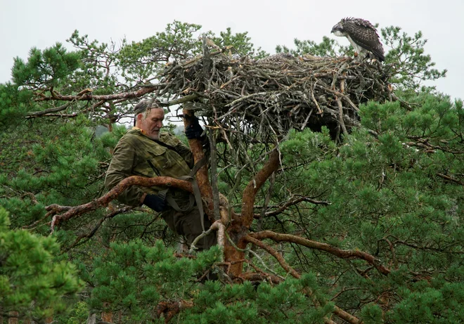 73-letni beloruski ornitolog Vladimir Ivanovski se je povzpel do gnezda ribjega orla, ptice ujede malo manjše od kanje, v rezervatu Kozianskij blizu beloruske vasi Kazianij. FOTO: Vasilij Fedosenko/Reuters