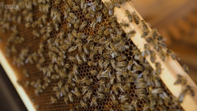 Fotografija: Čebelarstvo je bilo od nekdaj nepogrešljiv del slovenske kulture in identitete, toda v zadnjem času po vsej državi nastajajo posebni čebelnjaki – terapevtski čebelnjaki.
Foto BBC Reel