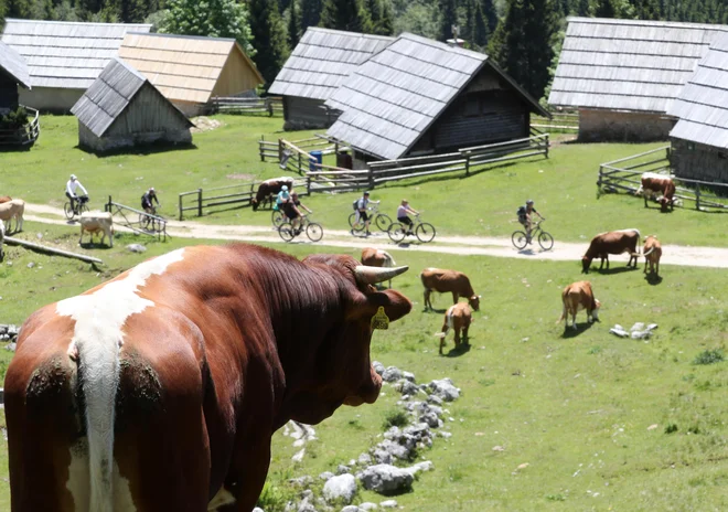 Navdušenje nad kolesarjenjem je opaziti tako v urbanih središčih kot na podeželju. FOTO: Dejan Javornik/Slovenske novice