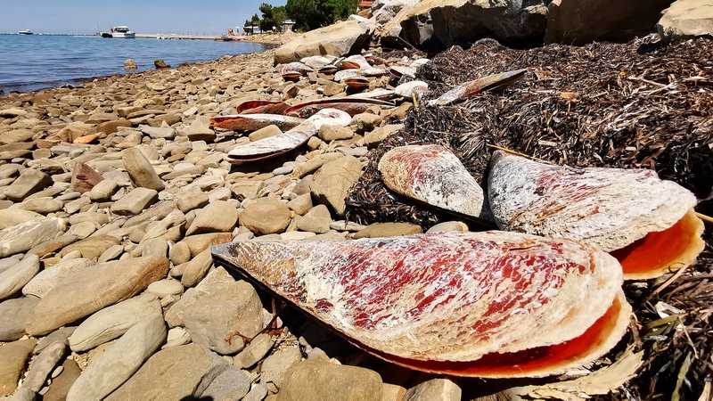 Fotografija: Poginuli leščurji na strunjanski obali Foto Boris Šuligoj