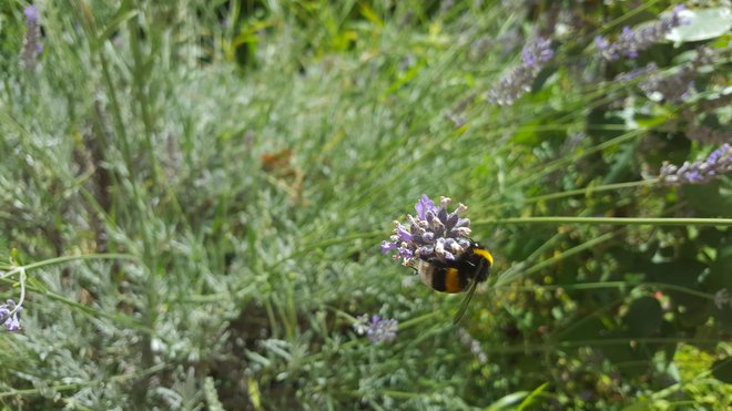 Čmrlji so bolj učinkoviti kot čebele, pravi stroka. FOTO: Borut Tavčar/Delo