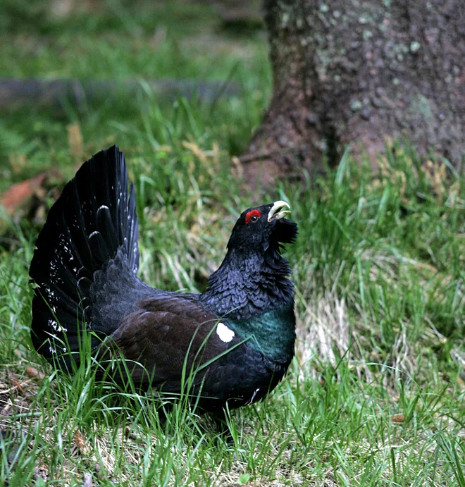 Divji petelin ne prenaša množičnega obiska, zlasti pa ne psov, ki niso na vrvici. FOTO: Mavric Pivk/Delo