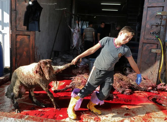 Muslimanski verniki z vsega sveta so se danes zgrnili v dolino Mina vzhodno od Meke, kjer poteka tradicionalno romanje muslimanov, hadž. V Mini, kjer vladajo poostreni varnostni ukrepi, se namreč danes začenja praznik žrtvovanja Eid Al Adha (kurban bajram), ki ga bodo obeležili s simboličnim kamenjanjem hudiča in žrtvovanjem živali. FOTO: Hazem Bader/Afp