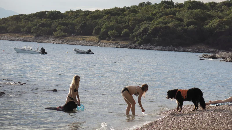 Fotografija: Najbolj oblegane turistične točke so letos otok Vir, Rovinj, Medulin, Crikvenica in Poreč. FOTO: Leon Vidic/Delo