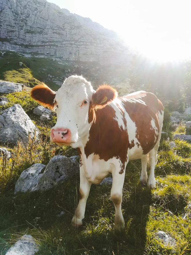 Tudi bolj udomačene vrste pozdravijo pohodnike. FOTO: Anja Intihar