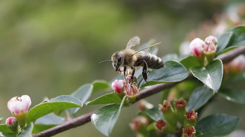 Fotografija: Spoštovanje do čebel se kaže tudi v tem, da so ene od redkih živali, o katerih pravimo, da umrejo, ne pa poginejo. FOTO: Leon Vidic/Delo