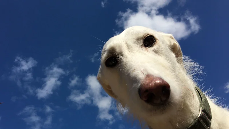 Fotografija: Lurcherji so že na videz zelo zabavni psi. FOTO: Tskirkup/Shutterstock