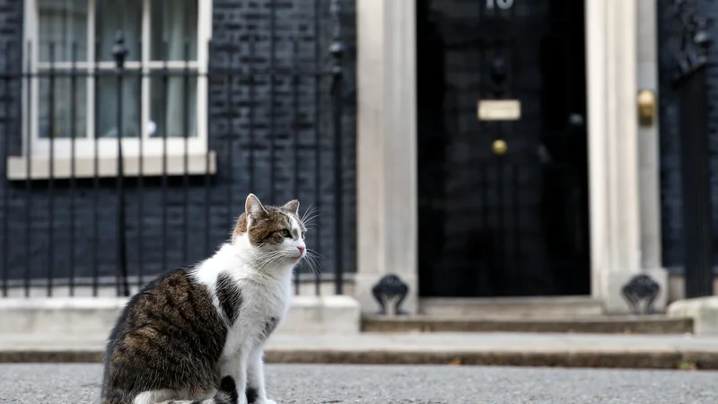 Fotografija: Maček Larry na Downing Streetu živi že deseto leto. Foto: REUTERS/Henry Nicholls