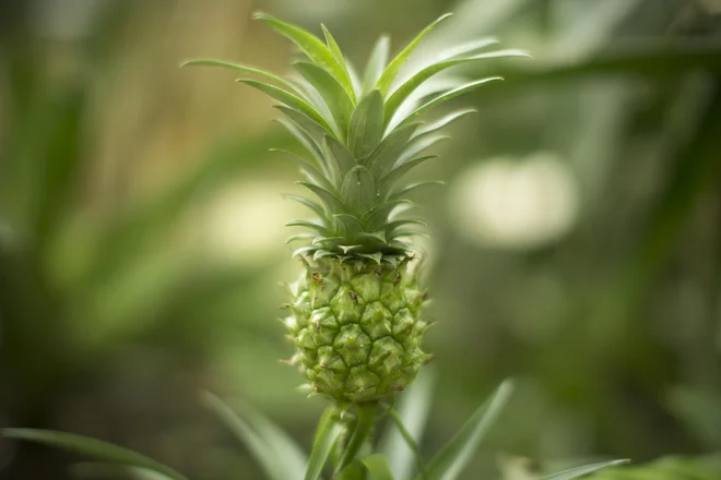 V rastlinjaku se trenutno debelí ananas, v preteklosti so že pridelali kakšen sadež in si ga razdelili - na bolj majhne koščke. FOTO: Jure Eržen/Delo