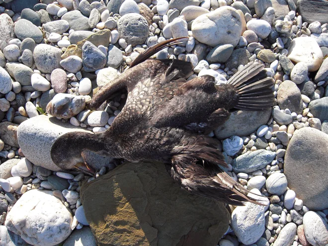 Ustreljen kormoran. Foto Dopps