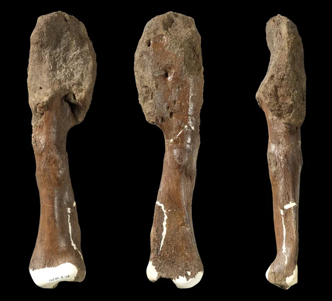 Dinozavrova kost za malignim kostnim rakom. FOTO: ROYAL ONTARIO MUSEUM/MCMASTER UNIVERSITY/AFP