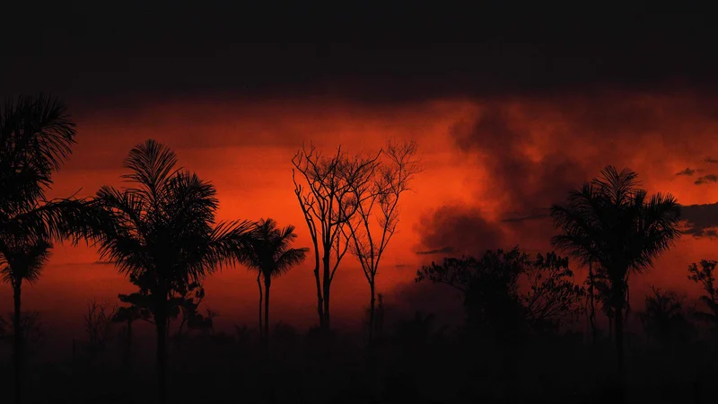 Fotografija: Požar, ki so ga nezakonito podtaknili na koruznem polju, se je razširil v rezervat deževnega pragozda, v Sinopu, v brazilski zvezni državi Mato Grosso. FOTO: Carl De Souza/Afp