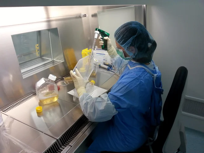 V biotehnološkem podjetju Educell mezenhimske stromalne celice raziskujeJo že skoraj dve desetletji. Foto Educell