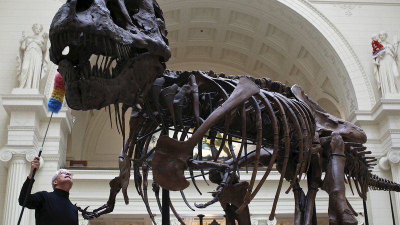 Fotografija: Fotografija prikazuje skelet tiranozavra iz The Field Museuma v Chicagu. FOTO: Jim Young/Reuters