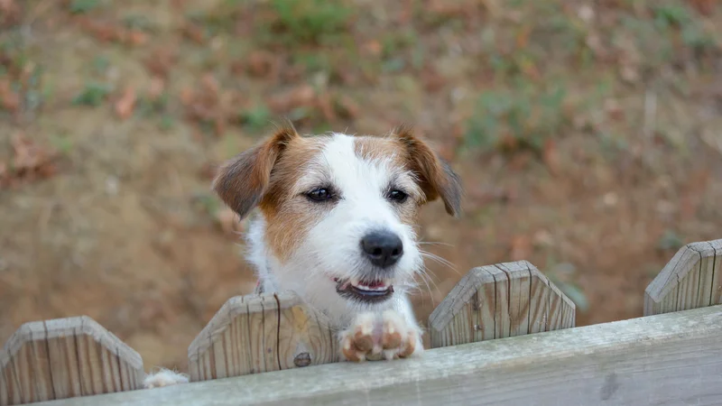 Fotografija: Ni vsak sosed dober sosed, še zlasti, če preveč pozorno spremlja dogajanje v okolici. FOTO: Shutterstock