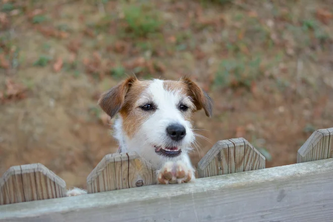 Ni vsak sosed dober sosed, še zlasti, če preveč pozorno spremlja dogajanje v okolici. FOTO: Shutterstock