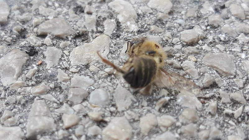 Fotografija: V ljubljanskih Klečah je umrlo večje število čebel. FOTO: Maja Prijatelj Videmšek